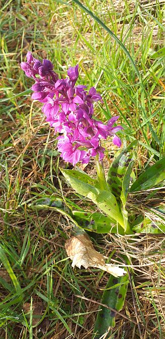 Orchis mascula  - Bernadette et Patrice Beaupérin-Delaunay