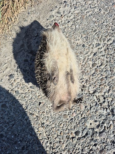 Eriçó comú, eriçó fosc  - César Piñol Baena
