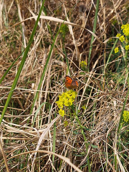 Lycaena phlaeas  - Filippo Vaninetti