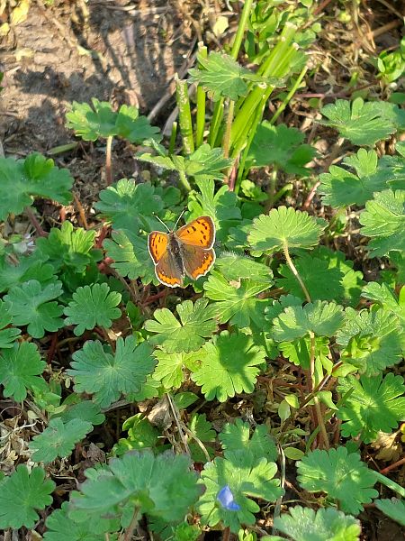 Lycaena phlaeas  - Filippo Vaninetti