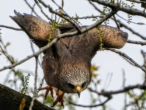 Nibbio bruno  - Dario Bosio