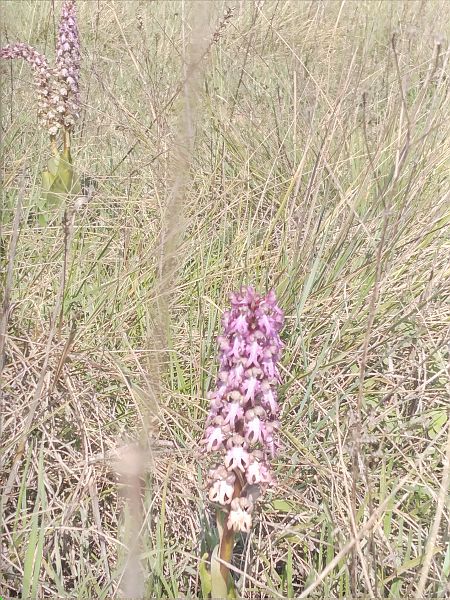 Himantoglossum robertianum  - Rosa Viladiu