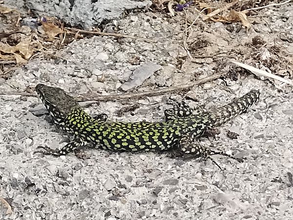 Mauereidechse  - Edoardo Razzetti