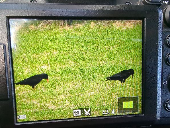 Gralla de bec vermell  - Caterina Arias Climent