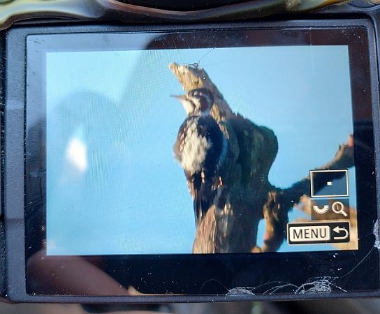 Dreizehenspecht  - Stanisław Turowski