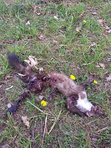 Faina  - Diego Giacomuzzi Cfr (FVG)