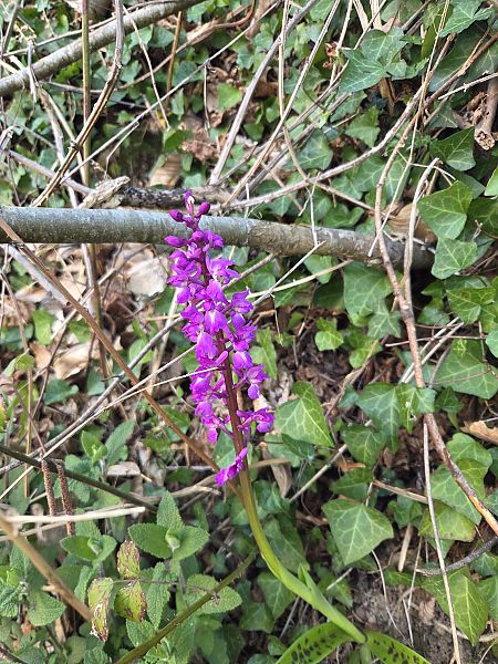 Orchis mascula  - Dominique Chigot