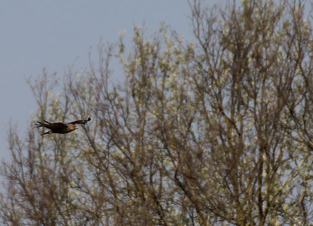 Poiana  - Alessio Mannello