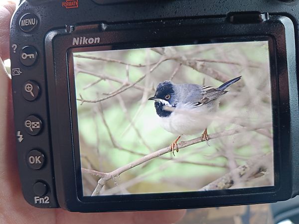 Bigia di Rüppell  - Francesco Ambrosi