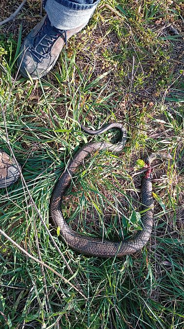 Serp verda  - Gabriel Gargallo