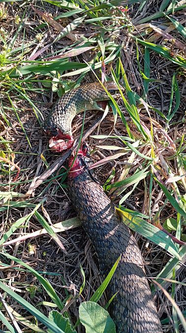 Serp verda  - Gabriel Gargallo