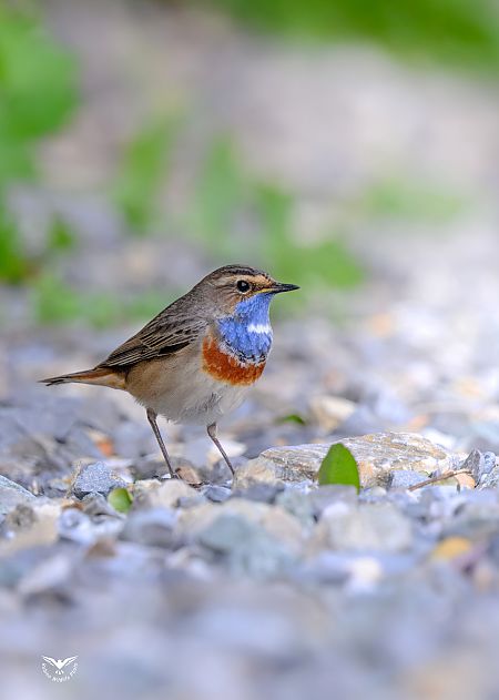 Pettazzurro  - Rubino Pa No