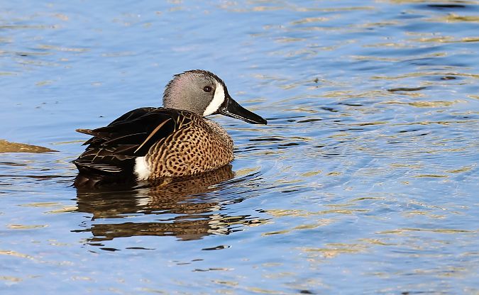 Marzaiola americana  - Alberto Cosso