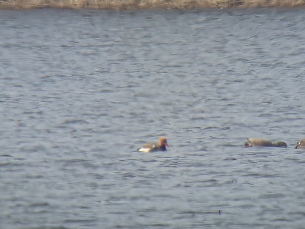 hełmiatka  - Sebastian Watras