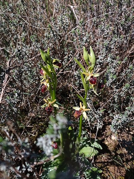 Ophrys sphegodes  - Constant-D'orphée Batal