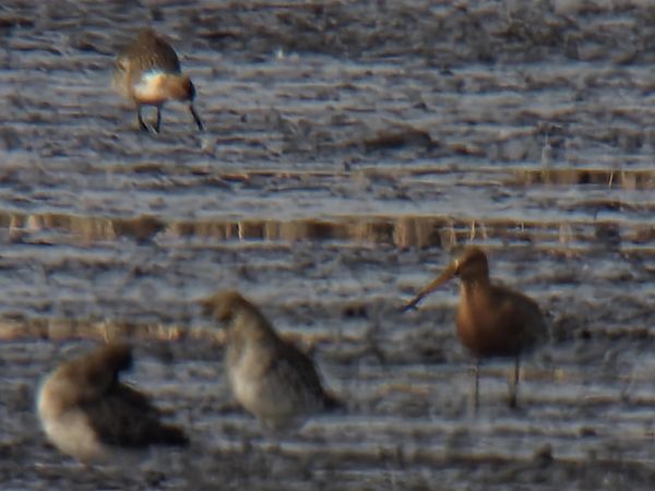 rycyk  - Sebastian Watras