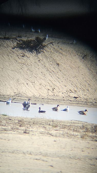 Graugans  - Anna Kamilewicz-Wicik