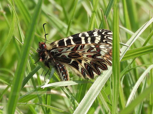 Zerynthia cassandra  - Massimo Tassinari