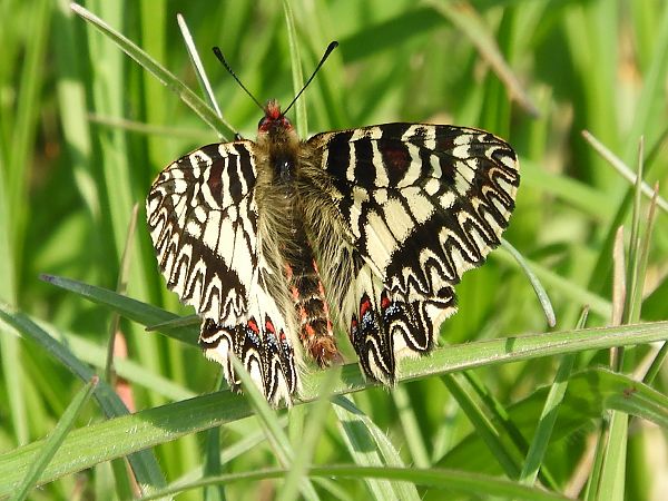 Zerynthia cassandra  - Massimo Tassinari