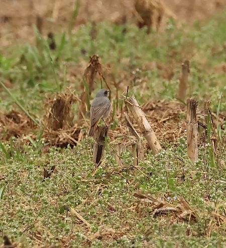 Codirosso spazzacamino  - Adelfina Aldrovandi