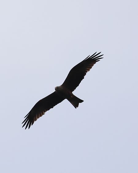 Nibbio bruno  - Adelfina Aldrovandi