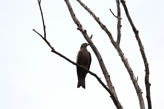 Nibbio bruno  - Adelfina Aldrovandi