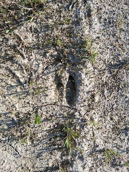 Basurde  - Eraztun Berdeko Basozainak Guardas Anillo Verde