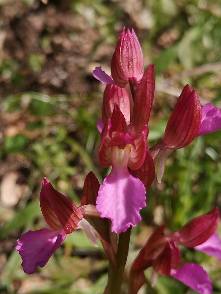 Anacamptis papilionacea  - Richard Fay