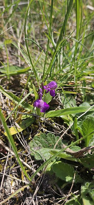 Anacamptis morio  - Leo Perrogon