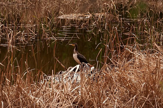 Cormorano  - Alessio Trusso