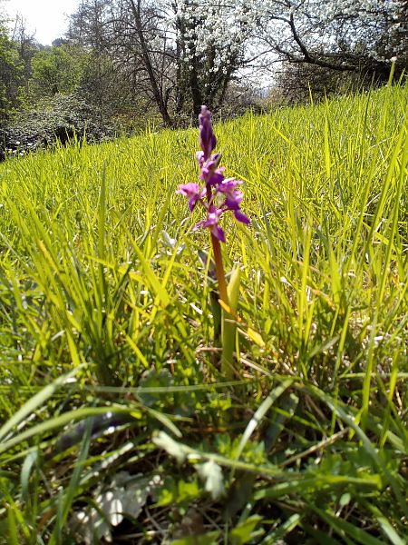 Orchis mascula  - Thierry Deschatre