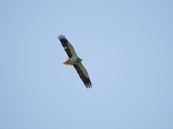 Sai zuria  - Mikel Etxegarai