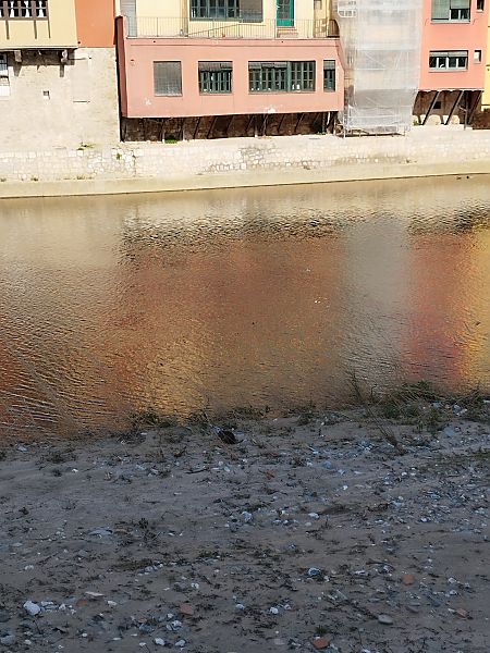 Coipú  - Yaiza Vilarrasa