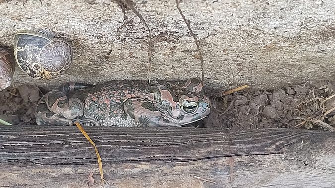 Rospo smeraldino (tutte le specie)  - Tiziano Fiorenza (FVG)