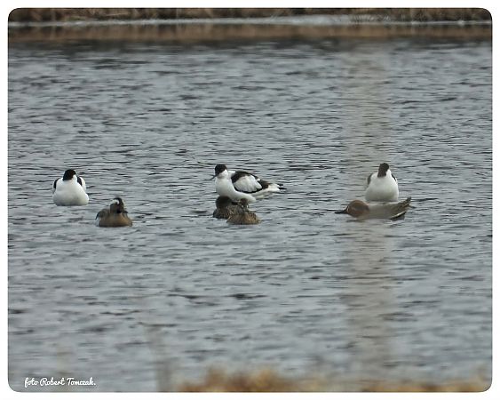 szablodziób  - Anonim