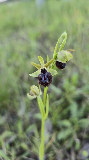 Ophrys passionis  - Emma Duran