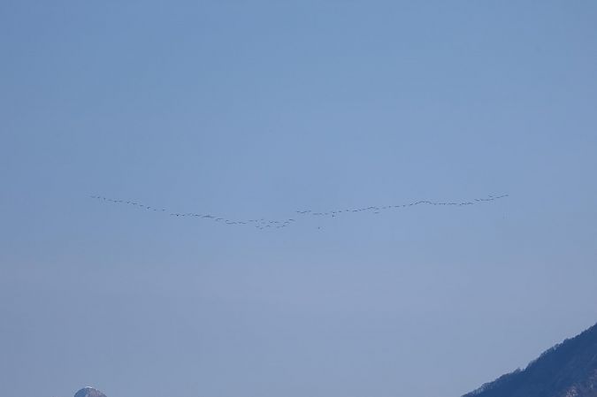 Cormorano  - Fabrizio Florit (FVG)