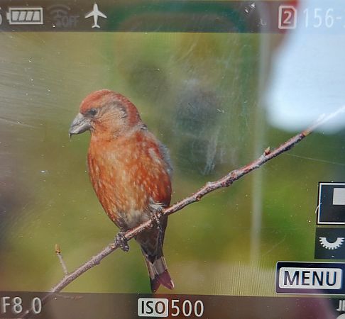 Fichtenkreuzschnabel  - Arkadiusz Stelmach