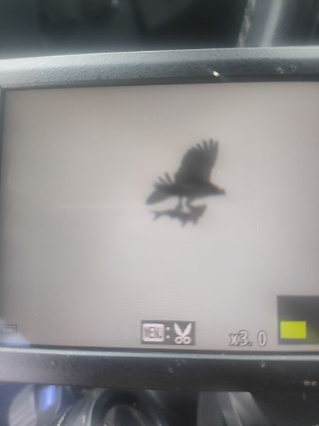 Fischadler  - Roman Kempa