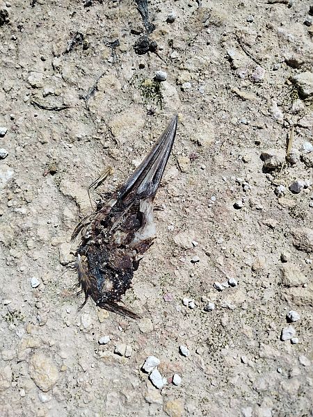 Tarabuso  - Rosario Dario Amore