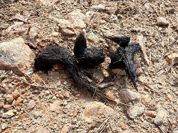 Lupo  - Marco Bonifacino