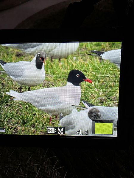 mewa czarnogłowa  - Robert Locman