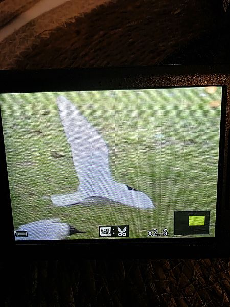 Schwarzkopfmöwe  - Robert Locman