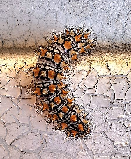 Damer roig  - Antoni Mariné