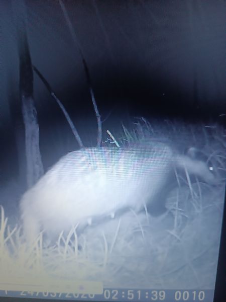 Tasso  - Daniele Zanutto