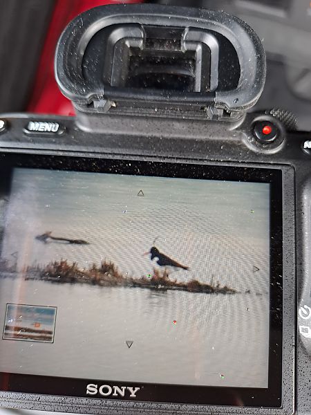 ostrygojad  - Mateusz Cymbała