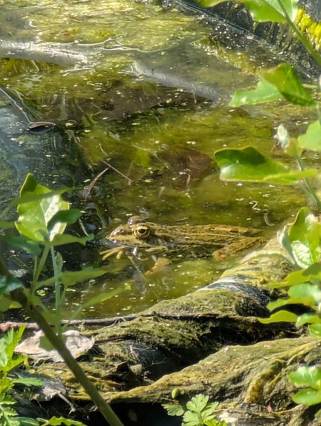 Granota verda  - Patri Garciar