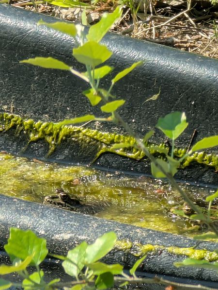 Granota verda  - Patri Garciar