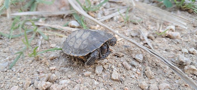 Tortuga de rierol  - Toni Herrero