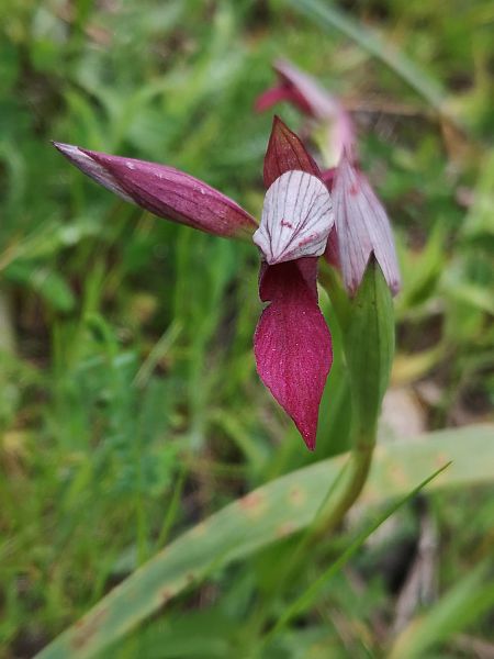 Serapias lingua  - Richard Fay